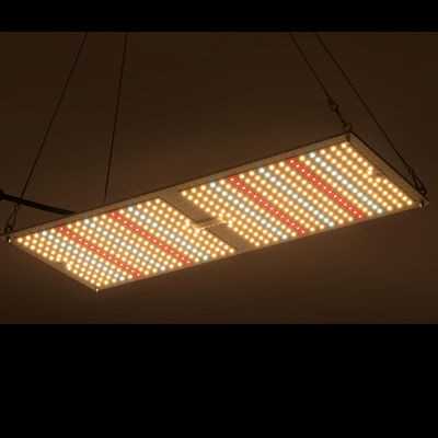 سیستم های کشت هیدروپونیک برد کوانتومی گیاه دارویی Rikolite 200w
